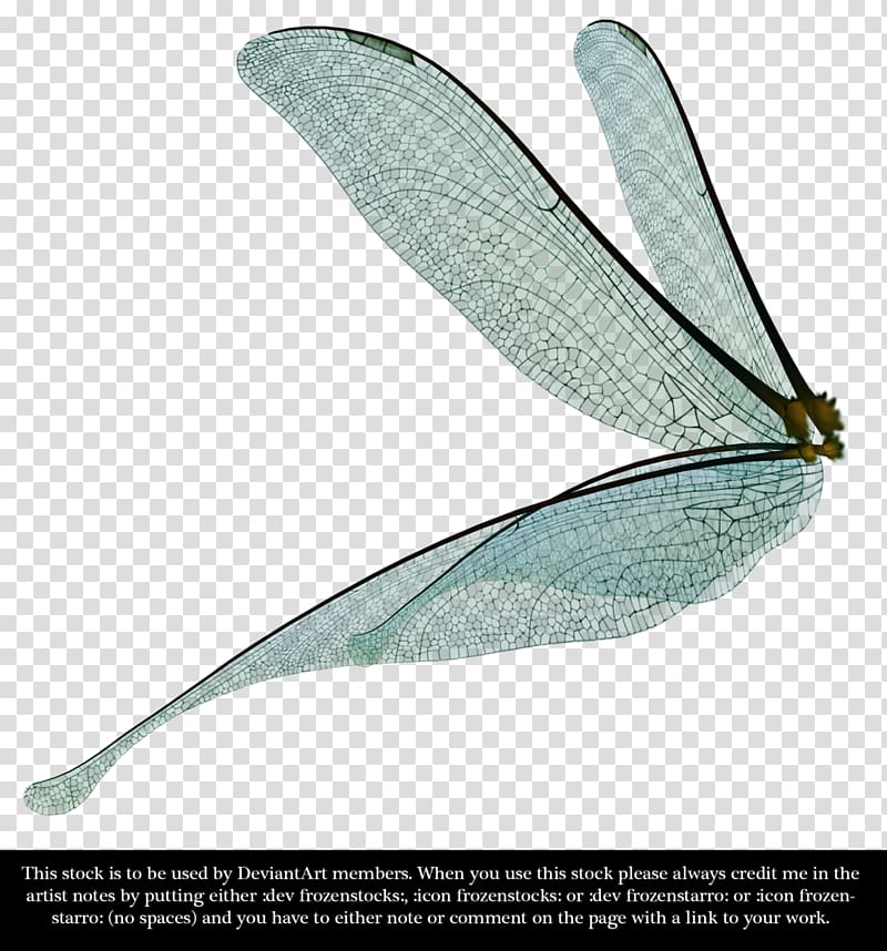 Dragonfly Insect wing , dragon fly transparent background PNG clipart