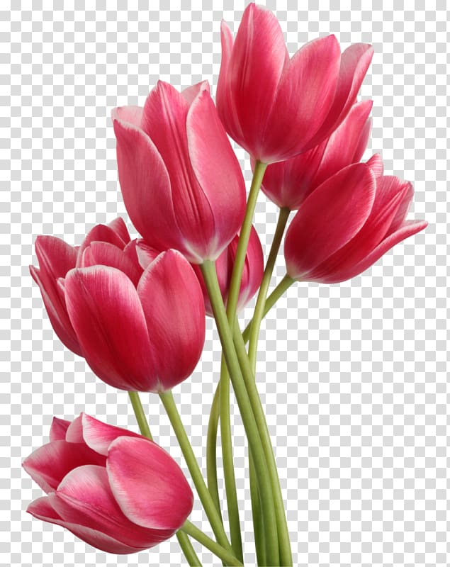 red flowers, Tulip Computer file, Tulips transparent background PNG clipart