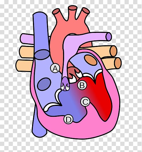 Heart valve Diagram Tetralogy of Fallot, heart transparent background PNG clipart