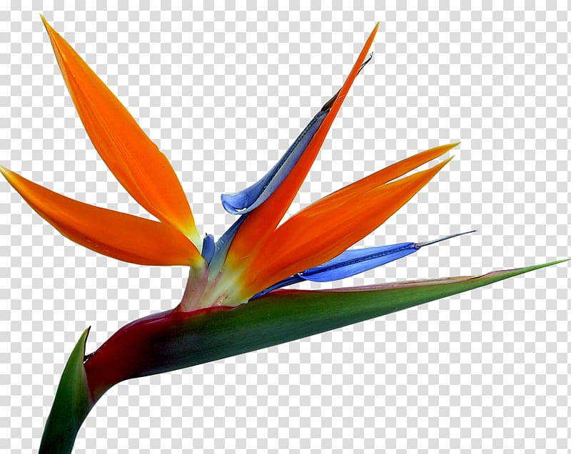 Bird-of-paradise Flower bouquet Pattern, Bird transparent background PNG clipart