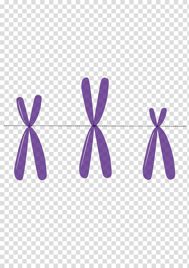 Anti-centromere antibodies Chromosome Autosome DNA, chromosome transparent background PNG clipart