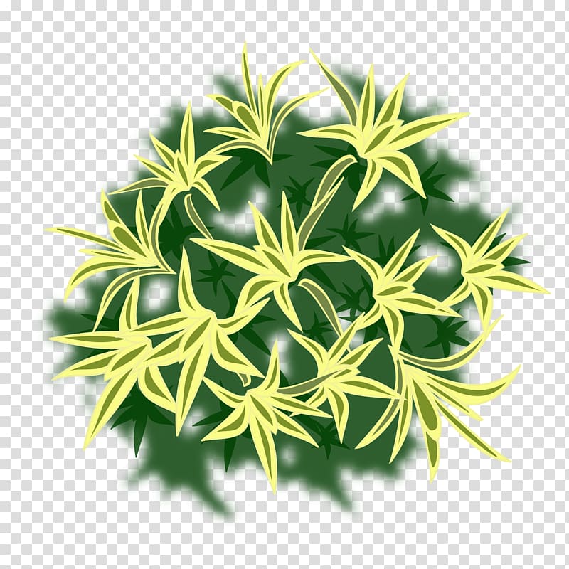 Dracaena reflexa Plant Tree Shrub, plant transparent background PNG clipart