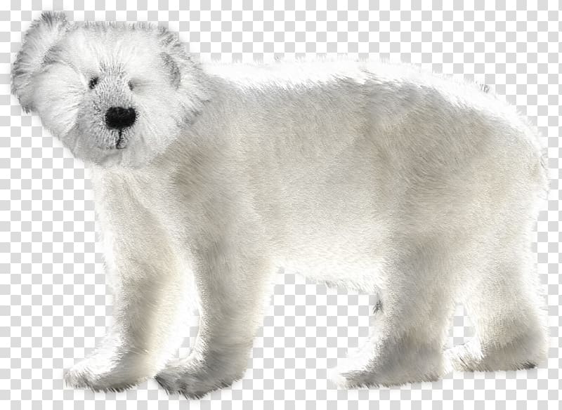 West Highland White Terrier Polar bear Rare breed (dog) , polar bear transparent background PNG clipart