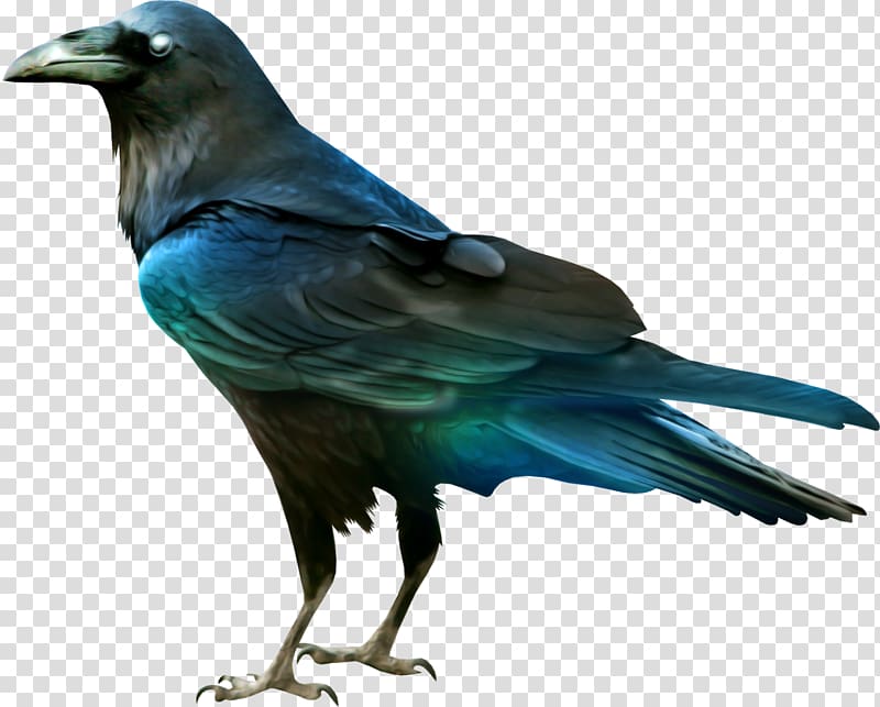 Crows Raven Bird, CRANE BIRD transparent background PNG clipart