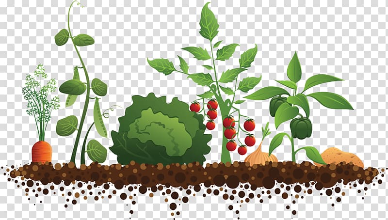 multicolored vegetable plant , Community gardening Roof garden, Orchard tomato tree transparent background PNG clipart