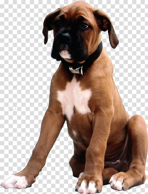 Boxer Dog breed Valley Bulldog Puppy Companion dog, puppy transparent background PNG clipart