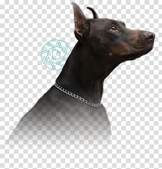Dobermann Manchester Terrier Information security Regulatory compliance, Opentext transparent background PNG clipart