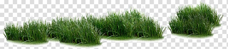 river grass transparent background PNG clipart