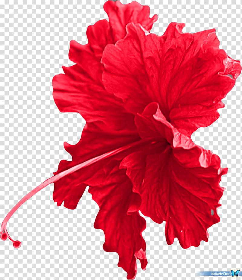 red hibiscus flower illustration, Cut flowers Mallows Hibiscus Carnation, accessory transparent background PNG clipart