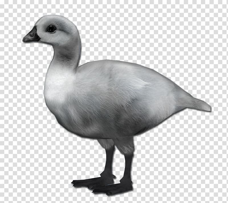 Duck Goose Fowl Beak Neck, Tundra Swan transparent background PNG clipart