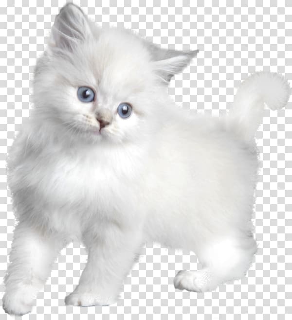 Turkish Angora Kitten Asian Semi-longhair Persian cat Burmilla, white cat transparent background PNG clipart