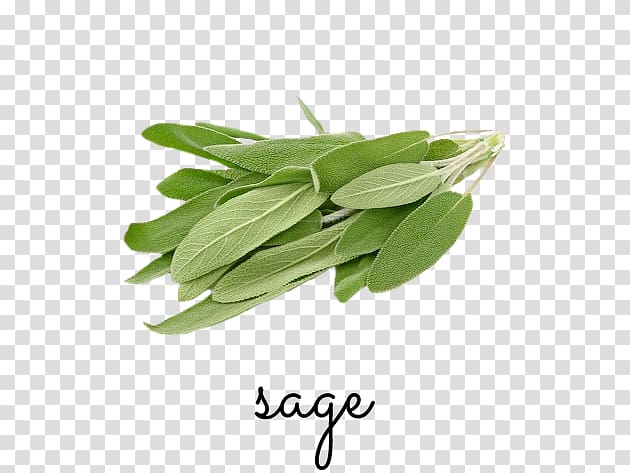 Herb Common sage Food Italian cuisine Parsley, sage garden transparent background PNG clipart