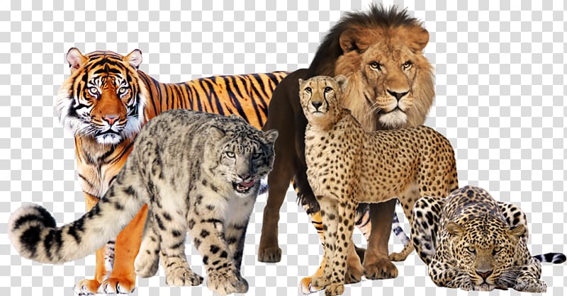 Cheetah Lion Big cat Kitten, Feral Cat transparent background PNG clipart
