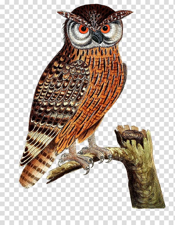Eurasian eagle-owl Bird of prey Great Horned Owl, Owl standing on a tree transparent background PNG clipart