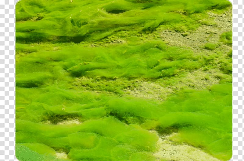 Green algae Protist Algal bloom Red algae, plant transparent background PNG clipart