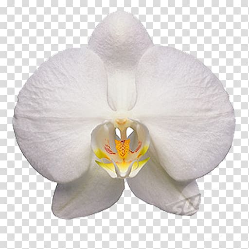 Moth orchids Flower , flower transparent background PNG clipart