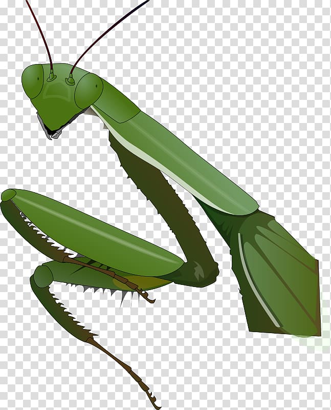 Insect Mantis Portable Network Graphics , insect transparent background PNG clipart