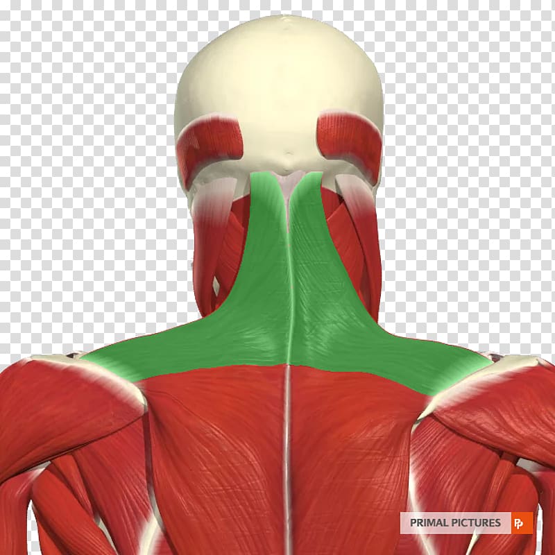 Internal intercostal muscles Human lung Pleural cavity Thorax Respiration, abdominal muscles transparent background PNG clipart