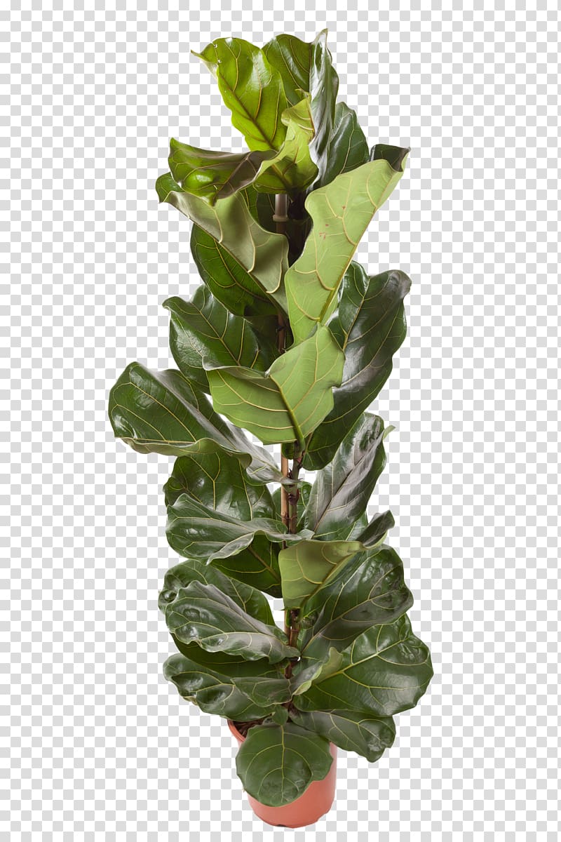 Houseplant Fiddle-leaf fig Common fig Chlorophytum comosum, bougainvillea transparent background PNG clipart