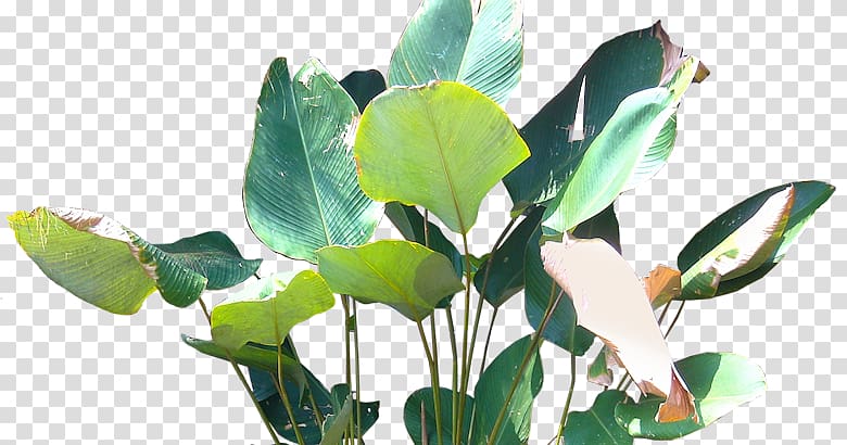 Roof Hyophorbe lagenicaulis Evergreen Tree Calatheas, Calathea transparent background PNG clipart