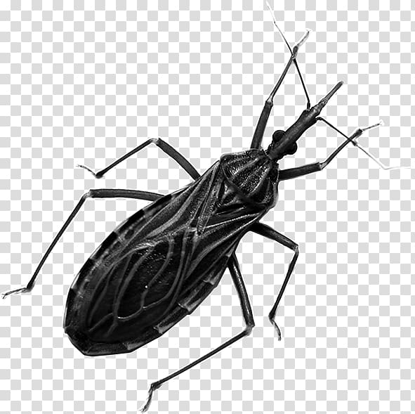 Kissing bugs Centers for Disease Control and Prevention Insect Chagas disease Triatoma dimidiata, chinche transparent background PNG clipart