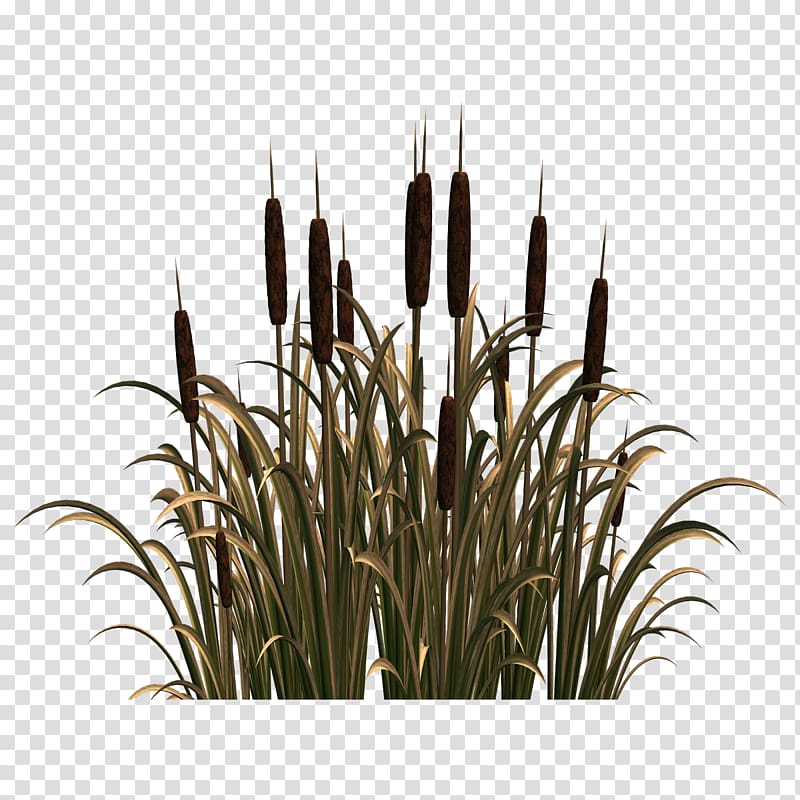 wheat, Common reed , river plant transparent background PNG clipart