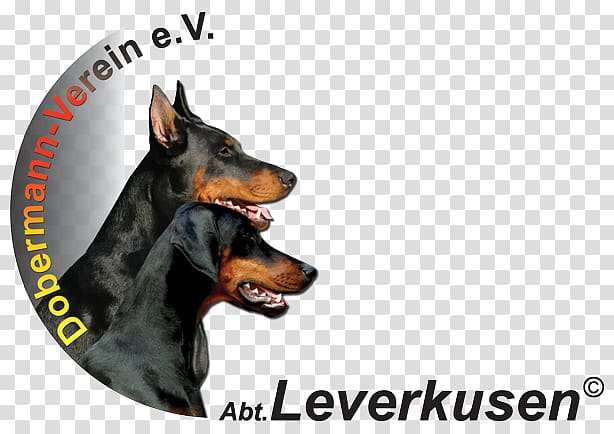 Dobermann German Pinscher Manchester Terrier Leverkusen Dog breed, beliebte hunderassen transparent background PNG clipart