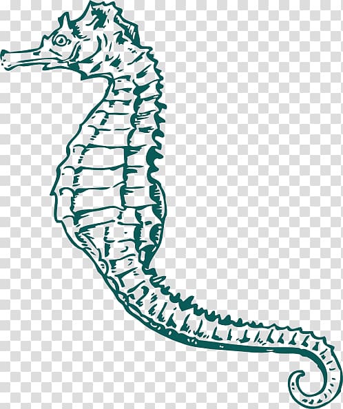 Pacific seahorse Drawing White\'s seahorse , Horsehair Crab transparent background PNG clipart