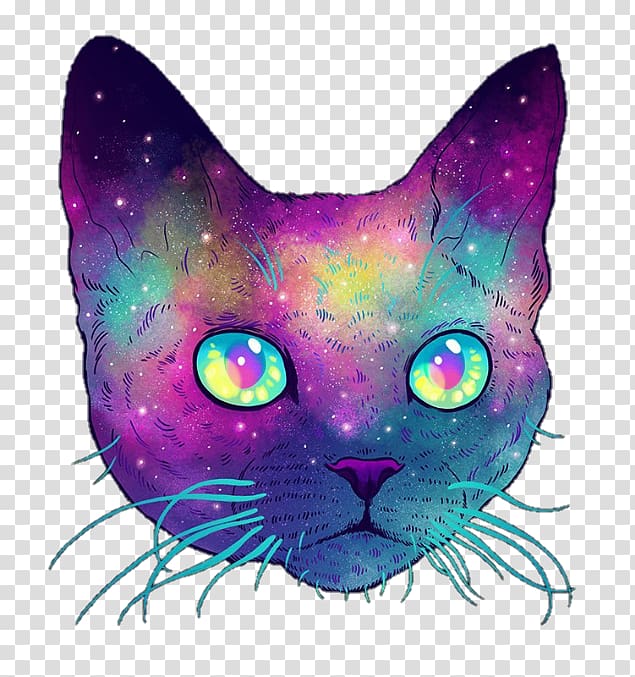 Whiskers Cat Illustrator Kitten, Cat transparent background PNG clipart
