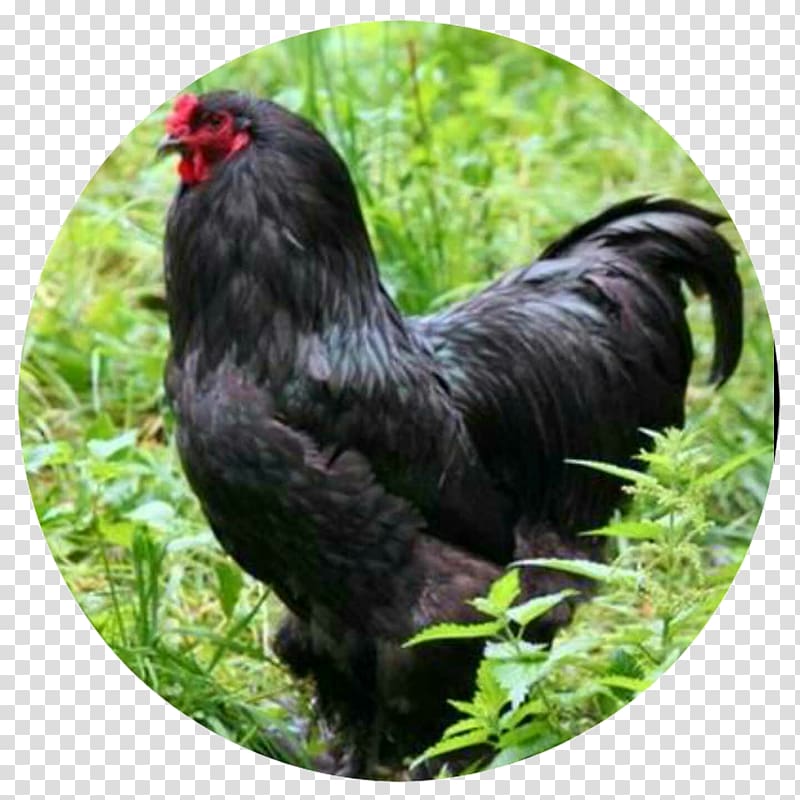 Rooster Brahma chicken Cochin chicken Orpington chicken Araucana, others transparent background PNG clipart