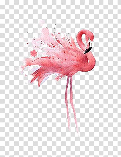 flamingos transparent background PNG clipart