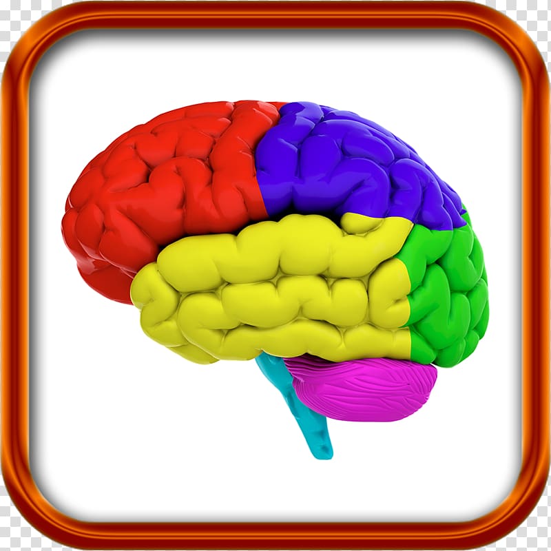 Lobes of the brain Human brain Color, Brain transparent background PNG clipart