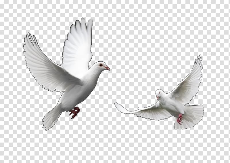 two white doves, Columbidae Domestic pigeon Bird Trash Doves Release dove, Doves flying transparent background PNG clipart