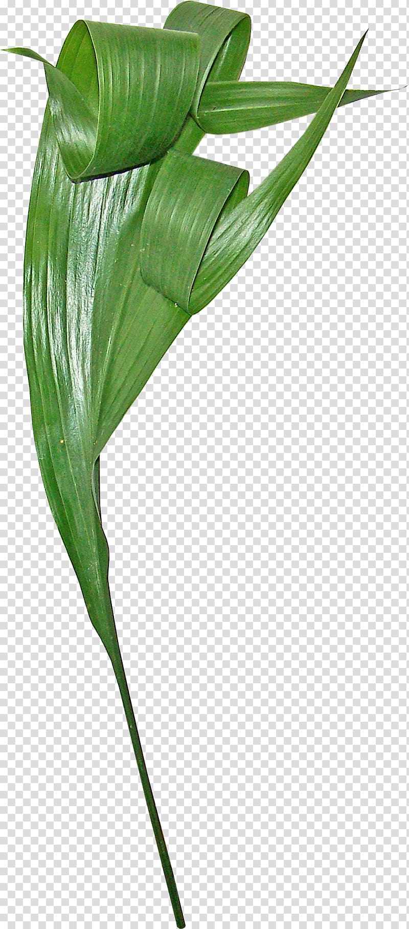 Gratis Euclidean Leaf, Rolled bamboo leaves transparent background PNG clipart
