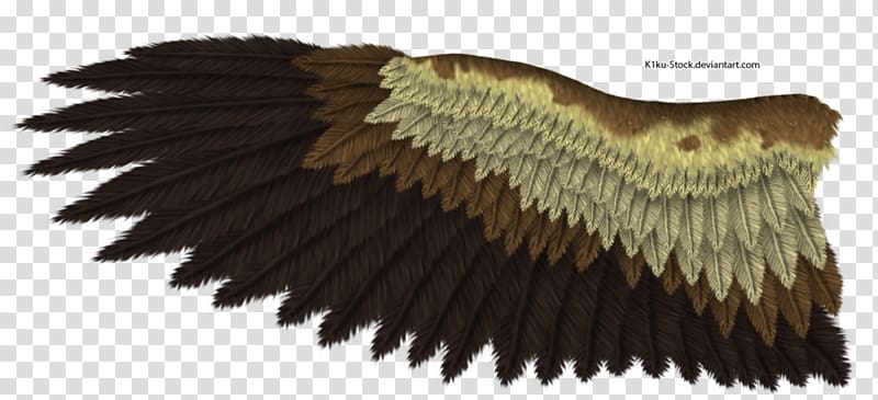 eagle wings drawing