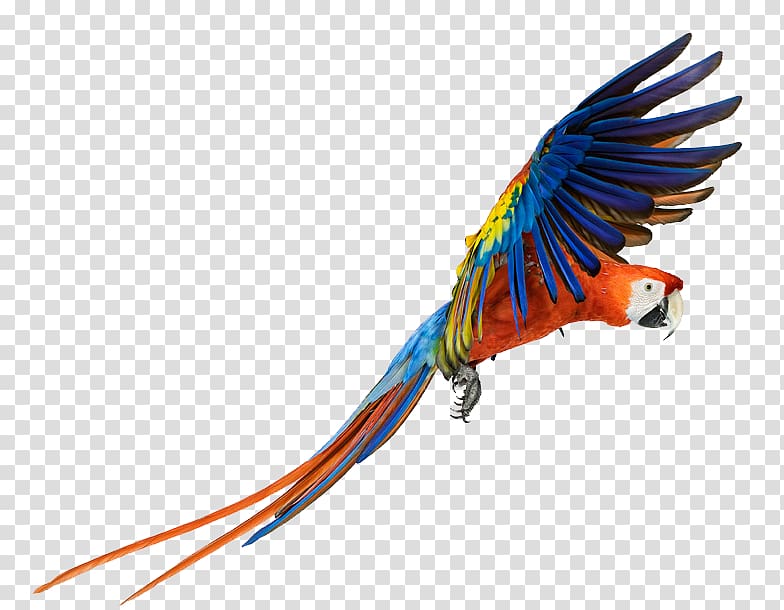 orange, blue, and yellow parrot flying illustration, Macaw Bird, Macaw Pic transparent background PNG clipart