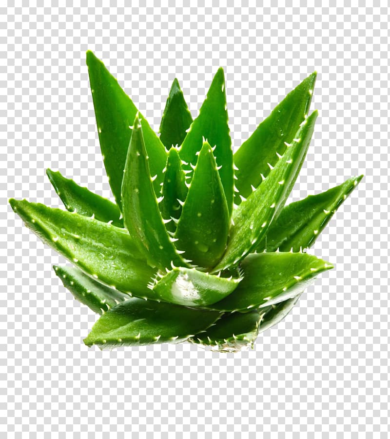 Aloe vera Gel Aloin Euclidean Green, Aloe transparent background PNG clipart