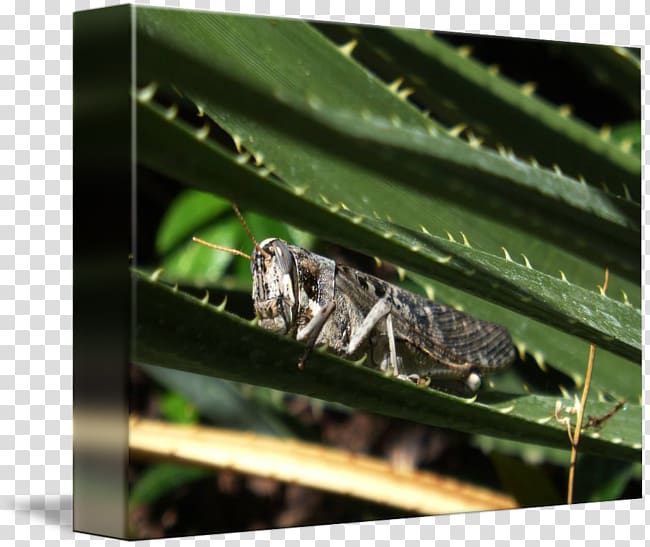 Grasshopper Insect Fauna Cricket Pest, grasshopper transparent background PNG clipart