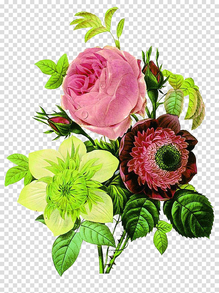 pink rose flower, Flower Botany Botanical illustration Floral design Illustration, Tricolor bouquet transparent background PNG clipart