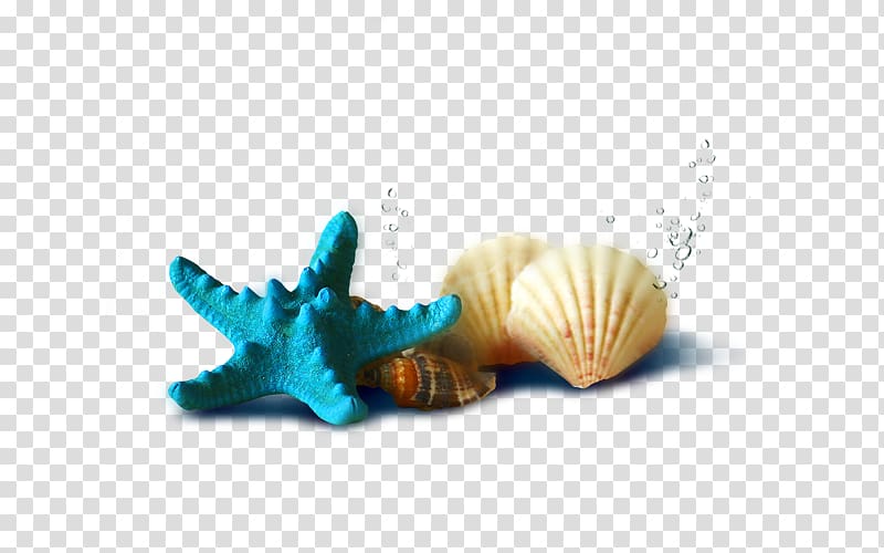 teal starfish beside two seashells illustration, , Shells and starfish transparent background PNG clipart