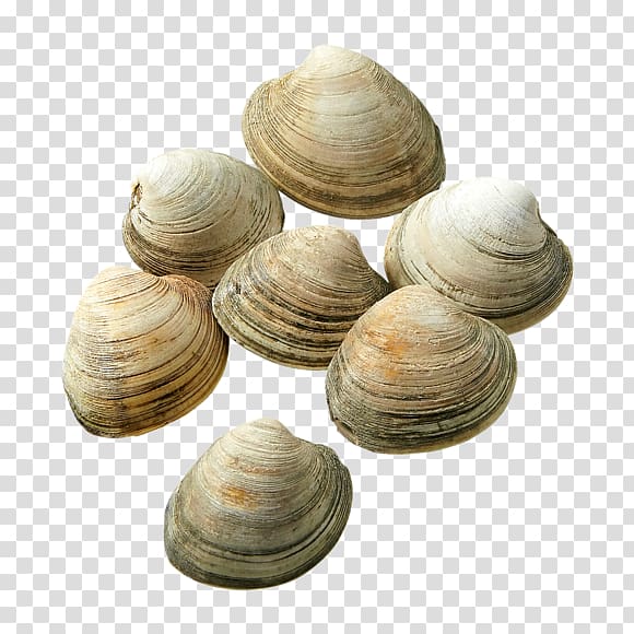 Cockle Veneroida Tellins Baltic macoma Clam, others transparent background PNG clipart