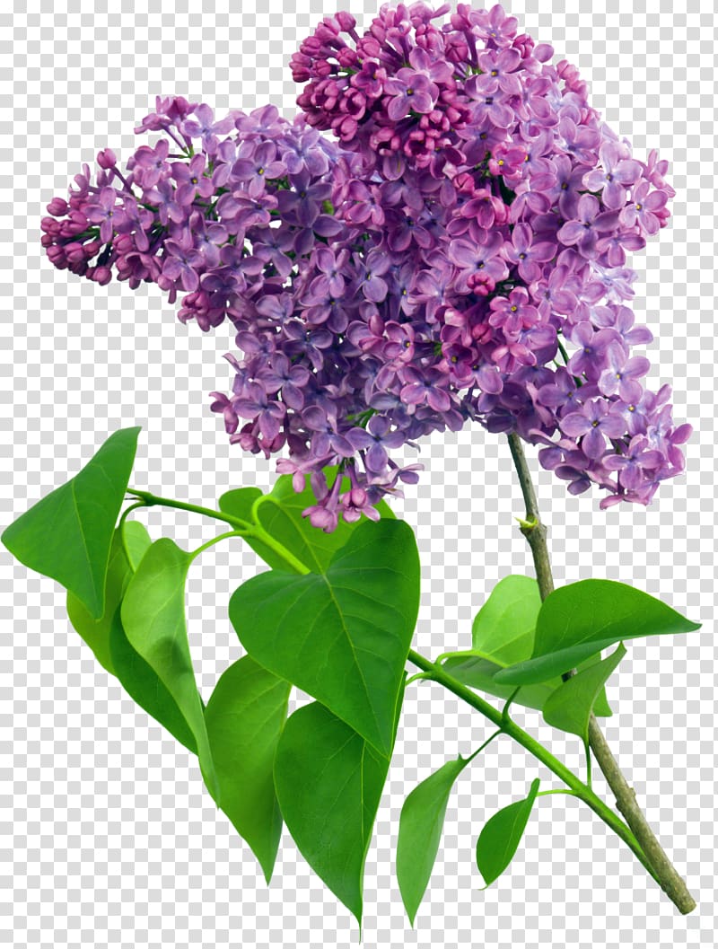Common lilac Flower Violet , purple flower transparent background PNG clipart