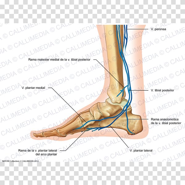 Foot Ankle Common digital veins Human leg, 3d box transparent background PNG clipart