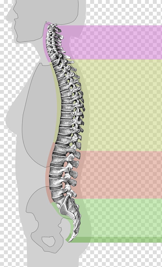 Vertebral column Thoracic vertebrae Cervical vertebrae Spinal cord, Vertebral Column transparent background PNG clipart