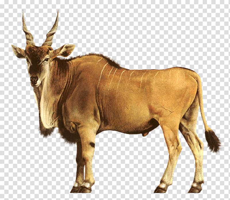 african wildebeest transparent background PNG clipart
