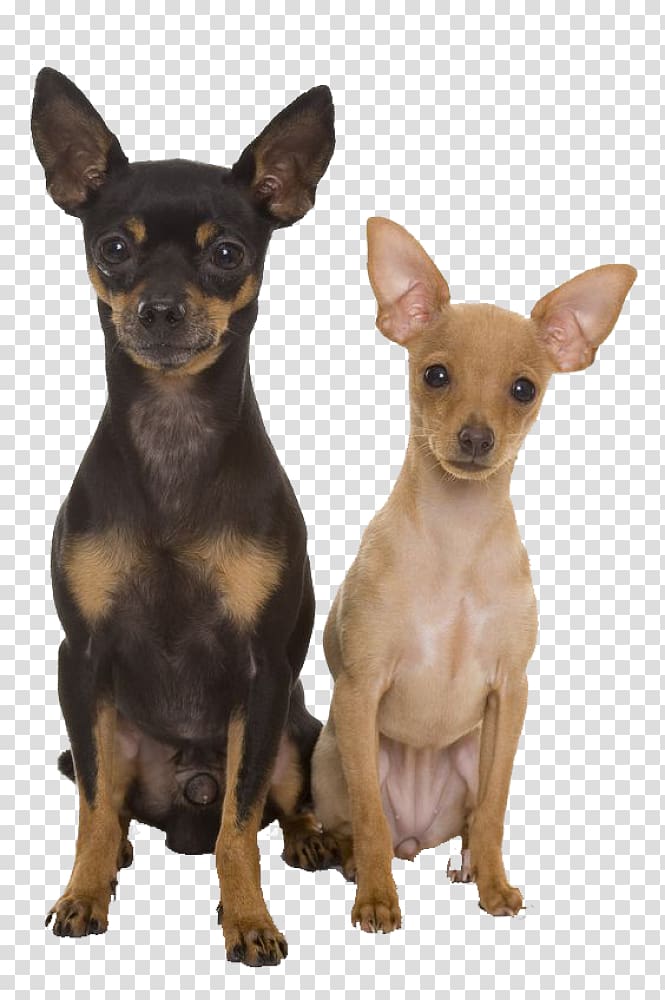 Miniature Pinscher Prague ratter Russkiy Toy English Toy Terrier Toy Fox Terrier, others transparent background PNG clipart