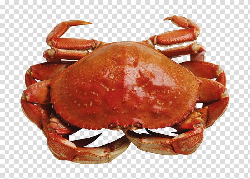 Crab Seafood resolution, Book crabs transparent background PNG clipart