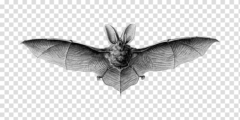 Brown long-eared bat Lesser long-eared bat Northern long-eared myotis Drawing, Flying bat transparent background PNG clipart