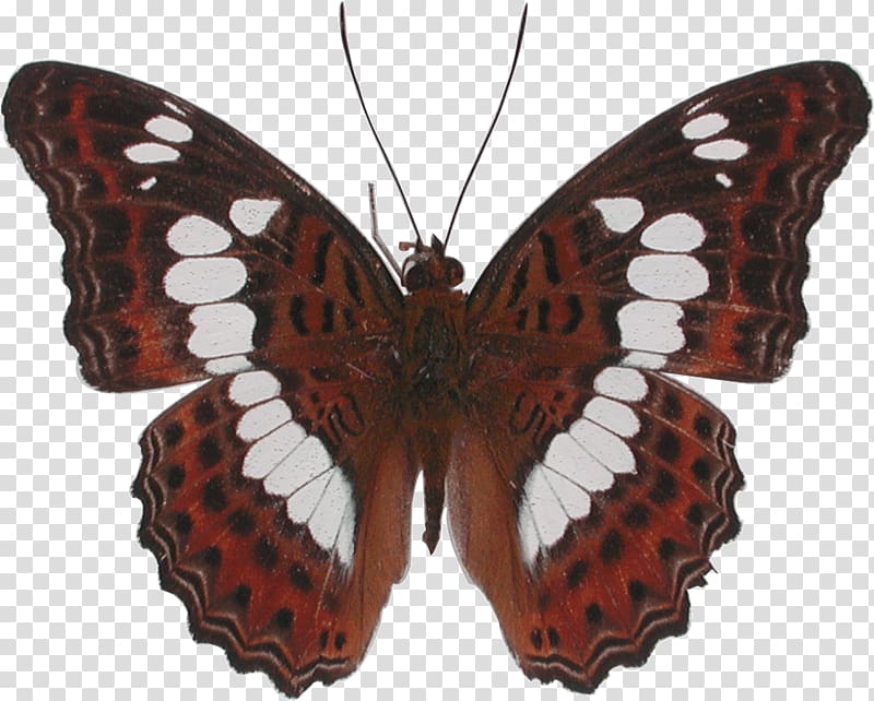 Monarch butterfly Moth Moduza procris Charaxes smaragdalis, butterfly transparent background PNG clipart