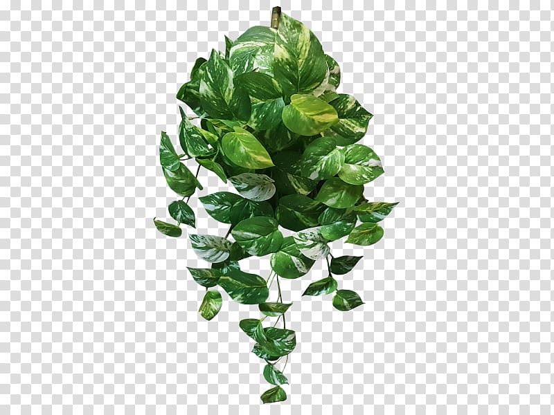 Devil\'s ivy Plant Variegation Vine Leaf, green leaves potted buckle transparent background PNG clipart